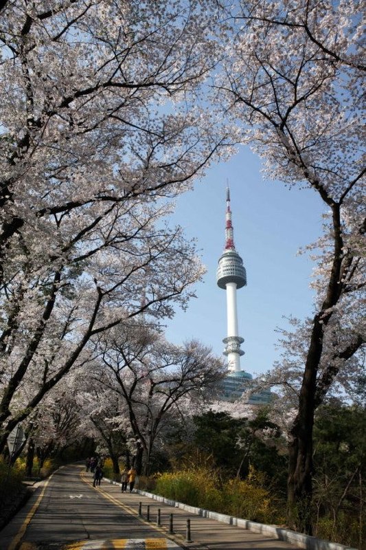 南山樱花隧道